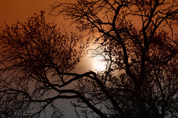 Silhouettes of trees against sunset twilight sky. nature background, Dark tone