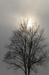 Silhouettes of trees against dark sky. nature background, Dark tone
