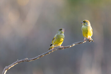 Green finch Chloris chloris stting on a branch