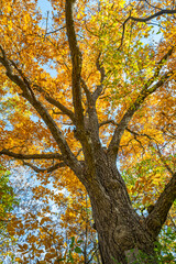 King Tree in autumn colors, at Bald Mtn. State Recreation Area, Orion Township, Michigan.
