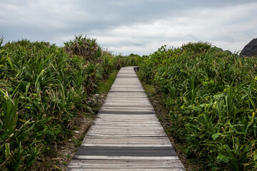Wooden footpath in forest park