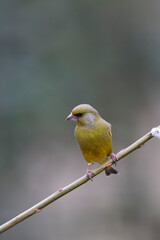 Green finch Chloris chloris stting on a branch