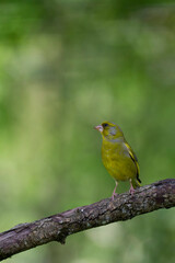 Green finch Chloris chloris stting on a branch