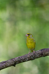 Green finch Chloris chloris stting on a branch
