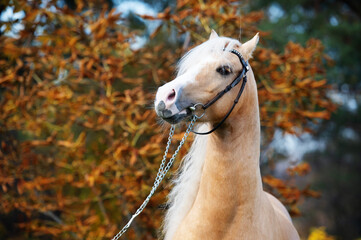  portrait of beautiful  palomino welsh pony stallion posing at nice stable garden. close up - obrazy, fototapety, plakaty