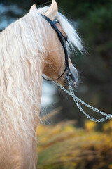  portrait of beautiful  palomino welsh pony stallion posing at nice stable garden. close up. back...