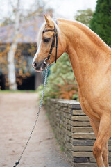  portrait of beautiful  palomino welsh pony stallion posing at nice stable garden