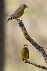 Obraz premium Green finch Chloris chloris stting on a branch