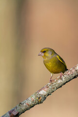 Fototapeta premium Green finch Chloris chloris stting on a branch