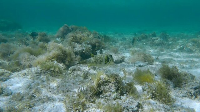 Tropical fish swim over sandy botton covered with algae on shallow water. Seabed covered with algae Brown algae (Sargassum sp.) and Red algae (Liagora viscida)