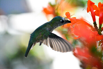 Picaflor chico © camila