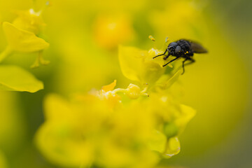 Fly on Yellow Flower