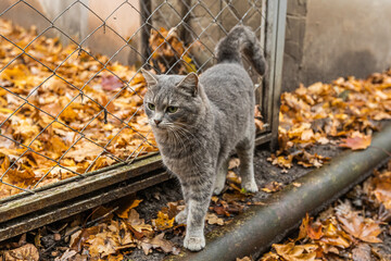 a homeless gray cat walks on the street in autumn