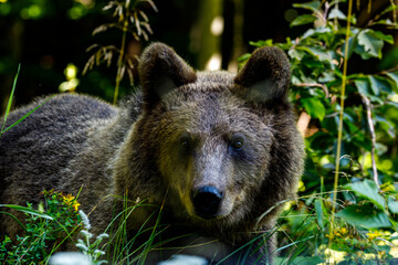 The eurasian brown bear in the Carpathians of Romania