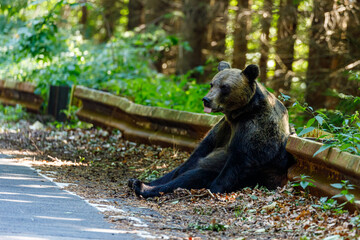 The eurasian brown bear in the Carpathians of Romania