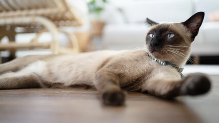 Cat Brown beige relaxing cat. Siamese cat resting