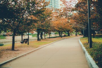 紅葉　公園