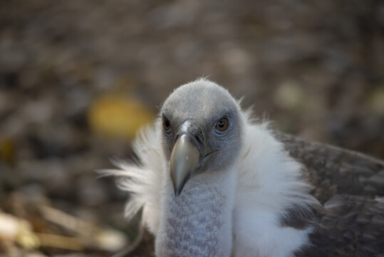 head of a griffon vulture