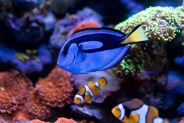 Paracanthurus hepatus, Blue tang  in Home Coral reef aquarium. Selective focus. - obrazy, fototapety, plakaty