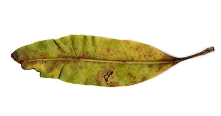 autumn leaf isolated on white background