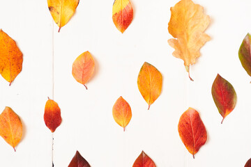 Obraz premium Vintage wooden surface with bright foliage. A flat composition with yellow, red autumn leaves on a white wooden surface. Top view, flat lay. High quality photo