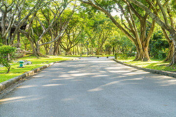 Empty street, green city park with blue sky. Pathway and beautiful trees track for running or walking and cycling relax in park on green grass field on the side.