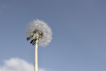 dandelion raised to the blue sky 