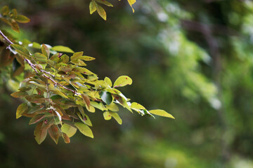 Leaves Tropical forest trees texture background wallpaper
