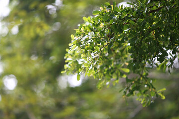 Fototapeta premium Leaves Tropical forest trees texture background wallpaper