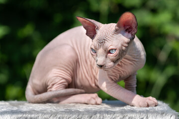 Portrait of Canadian Sphynx Cat of color chocolate mink and white with blue eyes lying down on rug...