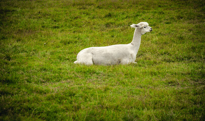 Mała lama leży i odpoczywa na zielonej polanie