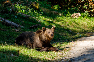 The eurasian brown bear in the Carpathians of Romania