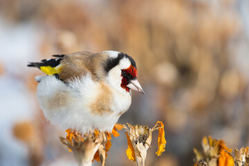 Goldfinch sits on a dried calendula flower in winter clos