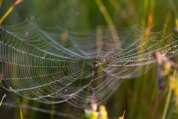 Large spider web on grass