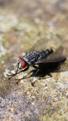 Vertical shot of a housefly on a stone