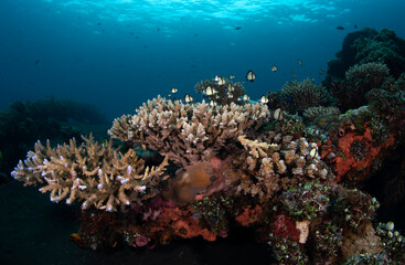 Naklejka na ściany i meble Coral reefs at the Liberty ship wreck. Underwater world of Tulamben, Bali, Indonesia. 
