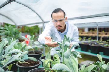 plant medicine biology scientist research concept, outdoor agricultural technology laboratory field