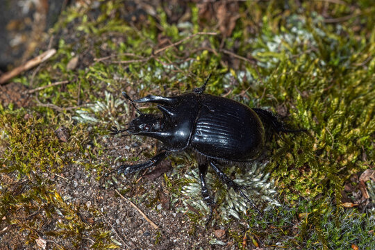 Stierk&auml;fer, Typhaeus typhoeus, M&auml;nnchen, Fr&uuml;hling, Haan, Rheinland, Sand, Heide, Weide, 01.03.2021