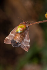 Frühlings-Wollafter, Eriogaster lanestris Waldrach (Ruwer), 06.03.2021, Weibchen