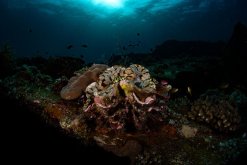 Fototapeta na wymiar Giant Clam - Tridacna gigas, living at Liberty ship wreck. Underwater world of Tulamben, Bali, Indonesia.