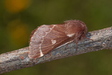 Frühlings-Wollafter, Eriogaster lanestris Waldrach (Ruwer), 06.03.2021, Weibchen