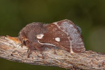 Frühlings-Wollafter, Eriogaster lanestris Waldrach (Ruwer), 06.03.2021, Weibchen