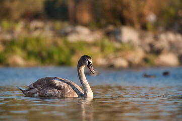 A young swan swims in the evening sun