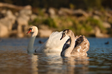 A young swan swims in the evening sun