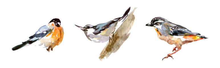 Obraz premium Set of spring watercolor drawn birds isolated on white background