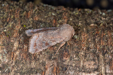 Variable Kätzcheneule, Orthosia incerta, Leverkusen, Opladen, 19.03.2021