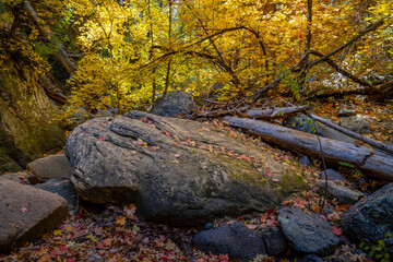 Fall color in Oak Creek Canyon Arizona, America, USA.