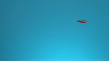 One small beautiful fish swims in the water on a blue background. Neon fishs.