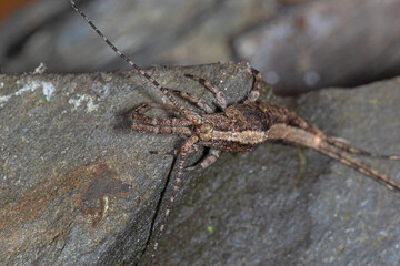 Deutscher Felsenspringer, Machilis germanica, Reil (Mosel), 22.03.2021