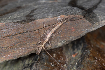 Deutscher Felsenspringer, Machilis germanica, Reil (Mosel), 22.03.2021